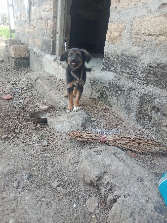 ગલુડિયું વેચવાનું છે ફીમેલ છે લેવું