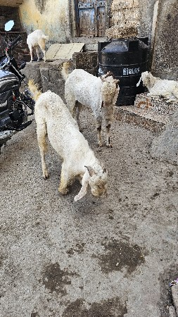 थंबनेल 2