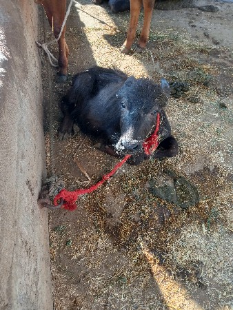 थंबनेल 3