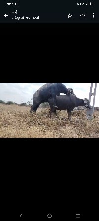 થંબનેલ 2