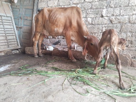 थंबनेल 2