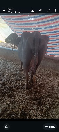 2 જા વેતર ની ખડેલી વેચવાની