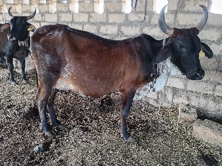 થંબનેલ 3