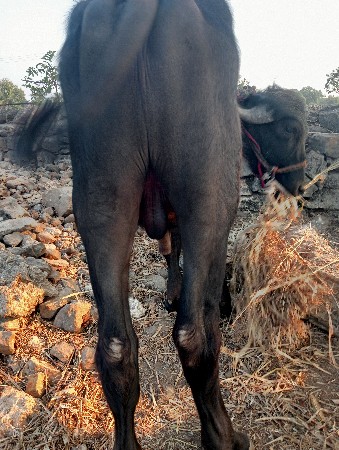 थंबनेल 2