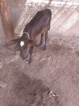 ગાય વેચવાની છે