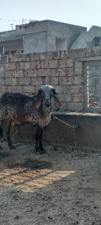 વેચવાની છે