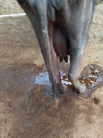 थंबनेल 2