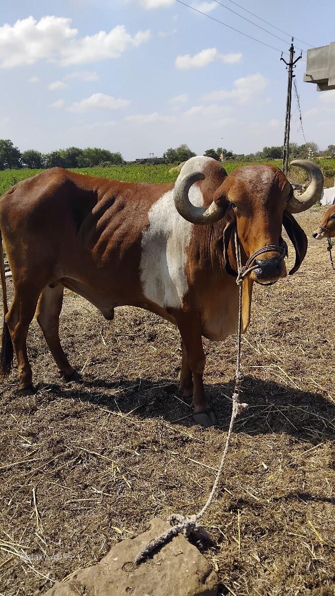 1 બરદ વેચવાનો છે