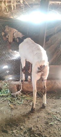 બીજું વેતર  જેને લેવી હોય તેને