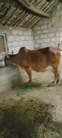આ ગાય વેચવાનિ છે
