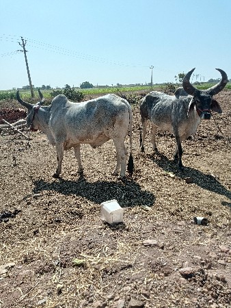 બળદ વેચવા ના છે બે વાવણી વાવેલ