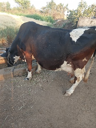 થંબનેલ 2