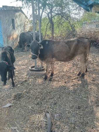 શંકર જર્સી