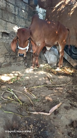 थंबनेल 3