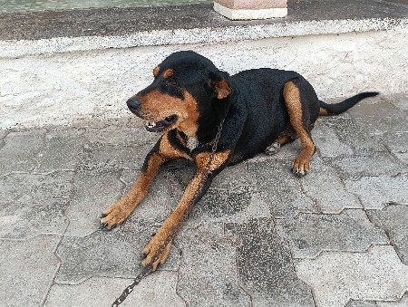 ફિમેલ વેચવા નીછે