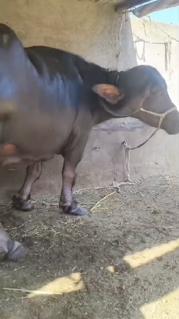 थंबनेल 5