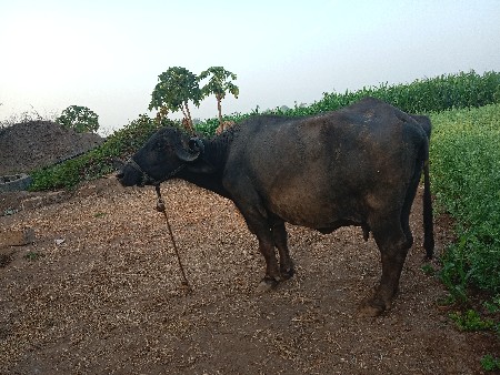 थंबनेल 2