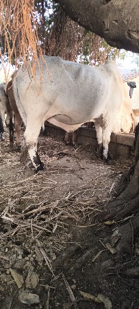 थंबनेल 2