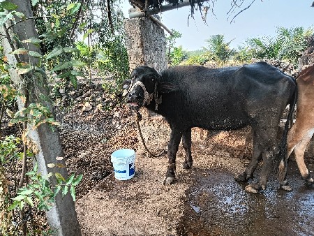 थंबनेल 2