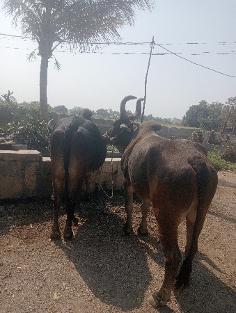 બળદ વેચવા ના