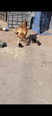 asheel kukda ni jodi 4 bachha