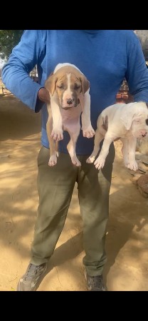 थंबनेल 3