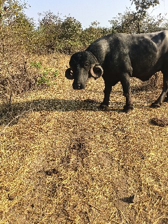 ત્રીજા વાડા નો છે