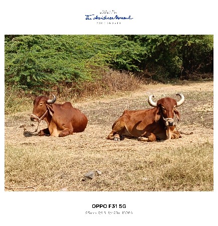 બળદ વેચવા નાં છે