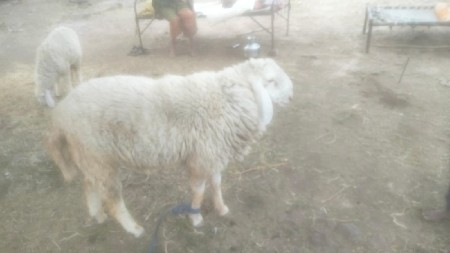 2 દત્તે છે 2 વરસ નો છે