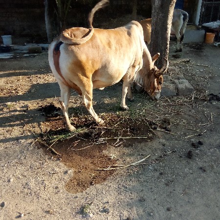 થંબનેલ 3