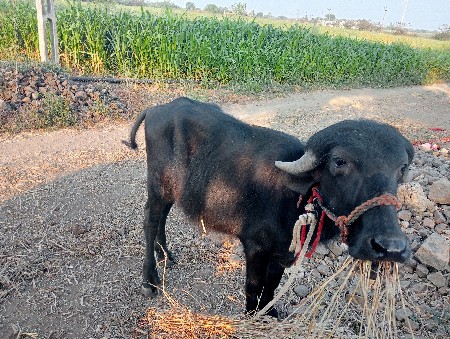 थंबनेल 3