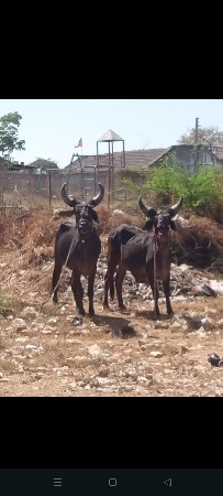 ગોઢલા બળદ વેચવા ના સે