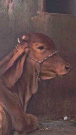 આ ગીર વાસળી વેચવાની હોય