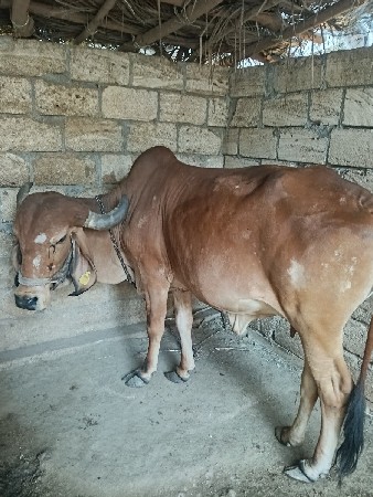 ગાય વેચવાની છે