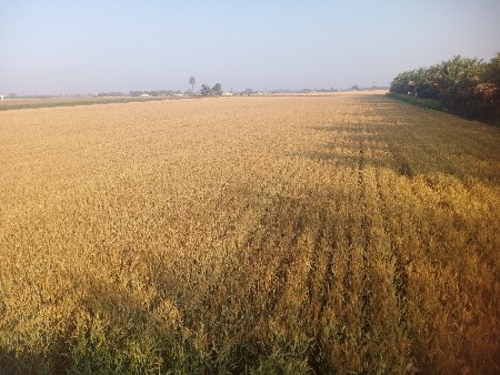 20 વીઘા જમીન વેચવાની છે