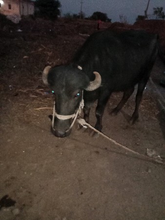 थंबनेल 3