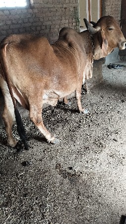 ગાય વેચવાની છે