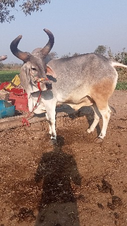 थंबनेल 3