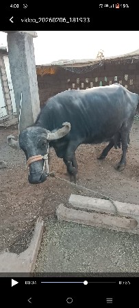 bhes વેચવાની છે