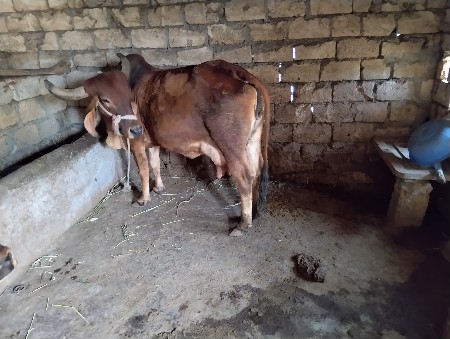 ગાય વેચવાની ની છે