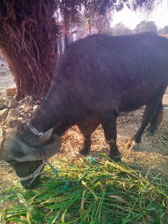 थंबनेल 3