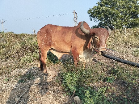 બળદ વેચવાના છે