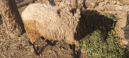 થંબનેલ 2