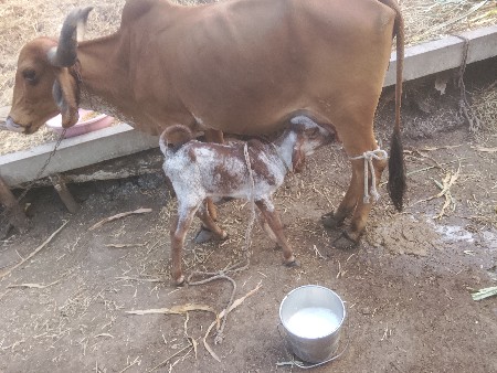 પૈલૂ્્.વેતર.નીચેવાચટી