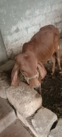 थंबनेल 3