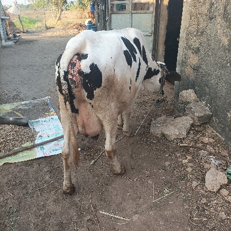 hf ગાય વેચવાની છે