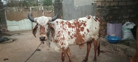 હોડકી વેચવાની પેલું વેતર  છે