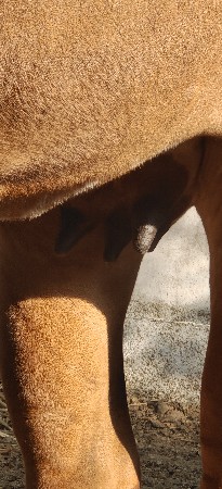 ગાય વેચવાની છે