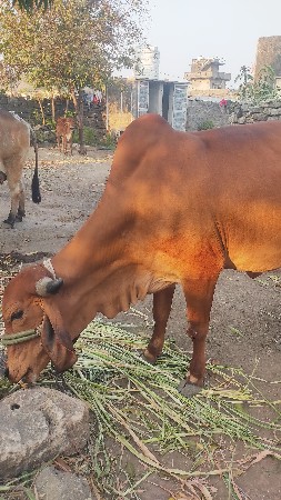 વેચવાની છે