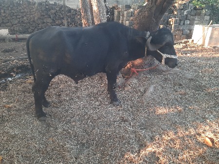 પાડો વેચવા નો છે